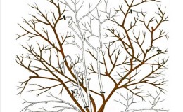 Instructions étape par étape pour la taille des bleuets au printemps pour les jardiniers débutants