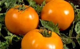 Une personne merveilleuse dans votre jardin - la tomate 