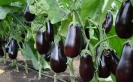 Pourquoi la variété d'aubergine Epic est-elle bonne et pourquoi elle vaut la peine d'être cultivée