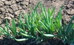 Se préparer correctement pour le froid: est-il nécessaire de couper l'oignon batun pour l'hiver et comment le faire