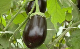 Aubergine hybride Clorinda d'éleveurs hollandais