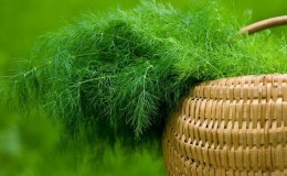 L'aneth est un légume ou non: caractéristiques et description de la plante