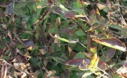 Que faire si de la rouille apparaît sur les feuilles de chèvrefeuille et comment la traiter