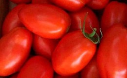 Une des meilleures variétés pour la conservation est une tomate «Novichok» à maturité précoce et à haut rendement