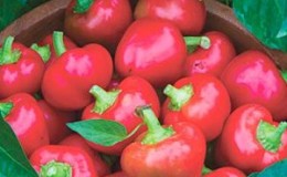 La variété éprouvée de poivre 