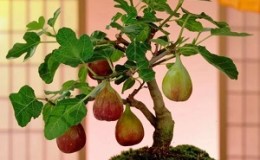 Instructions pour cultiver des figues à la maison à partir d'une graine ou d'une pousse
