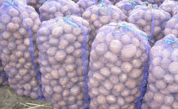 Quel est le rendement des pommes de terre à partir de 1 hectare et comment l'augmenter