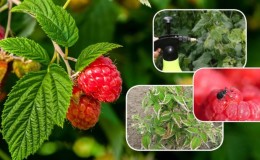Instructions pour traiter les framboises en été contre les maladies et les ravageurs