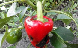 Pourquoi le poivre pourrit-il sur un buisson: identifier la cause du problème et économiser efficacement notre récolte