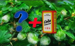 Comment utiliser correctement le soda à l'oïdium sur les groseilles à maquereau: recettes et recommandations de traitement