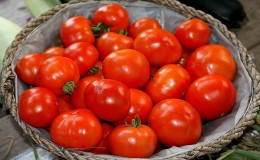 Tomate hybride Bella Rosa et comment la cultiver correctement
