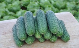 Un hybride sans prétention de concombres Tchaikovsky f1, qui donne une récolte riche même avec un entretien minimal