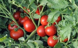 Une variété populaire appréciée par de nombreux jardiniers: la tomate Samara et ses avantages par rapport aux autres types de tomates