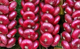 Pourquoi l'oignon Yalta est-il si bon et comment le distinguer d'un faux