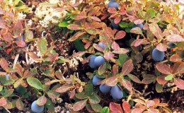 Description et traitement des maladies du chèvrefeuille et lutte antiparasitaire