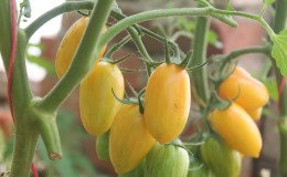 Tomates miniatures polyvalentes et faciles d'entretien 