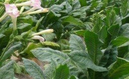 Tabac havane parfumé et savoureux pour les amateurs de cigares cubains