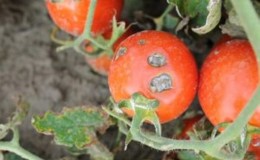 Quelles sont les maladies des tomates en serre et la lutte contre elles