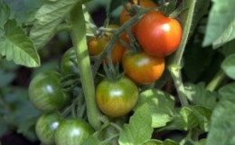 Secrets de soins compétents pour les tomates: comment nourrir les tomates avec de la levure dans une serre et ce que cela donnera