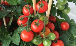 Caractéristiques de la technologie agricole de la variété 