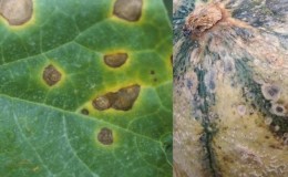 Quelles sont les maladies des pastèques et leur traitement, mesures préventives