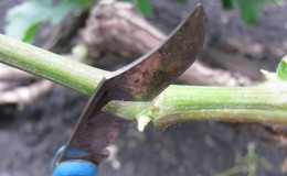 Instructions étape par étape pour la greffe de raisins en août