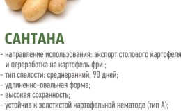 Variété de pomme de terre mi-précoce 