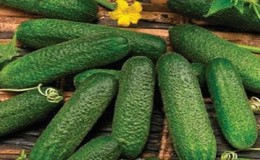 Hybride parthénocarpique de concombres 