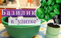 Comment faire germer correctement les plants de basilic dans un escargot