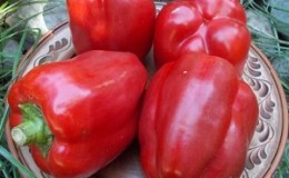 À l'envie des voisins et au plus grand plaisir des propriétaires - une variété de poivre 