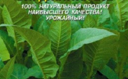 Un guide étape par étape sur la culture du tabac Virginia 202