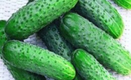 Hybride de concombre 