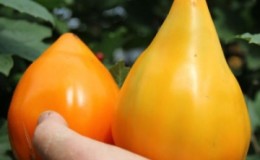 Le détenteur du record pour la teneur en nutriments est la tomate Orange Heart