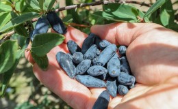 Quand le chèvrefeuille mûrit dans différentes régions