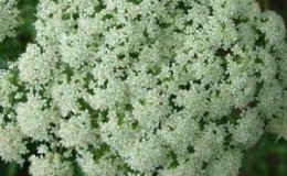 Quand récolter les graines de carotte et comment bien le faire