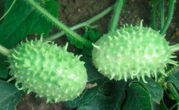 Qu'est-ce que l'angurie et comment la cultiver