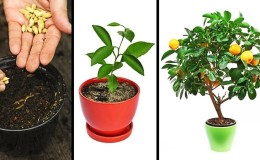 Comment planter un citron - instructions étape par étape