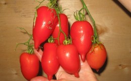 Une jeune variété qui gagne en popularité auprès des résidents d'été est la tomate Legenda Tarasenko, idéale pour la culture en plein champ