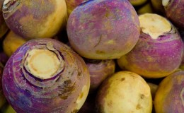 Comment et quand récolter les rutabagas pour conserver la récolte jusqu'au printemps