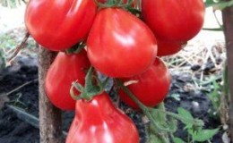 Nous cultivons une riche récolte de tomates sucrées et juteuses: tomate 