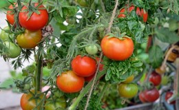 Caractéristiques de la variété 