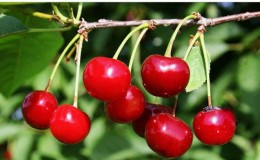 Variété de cerises précocement mûres à haut rendement 