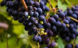 Quel cépage est utilisé pour faire le vin Kindzmarauli