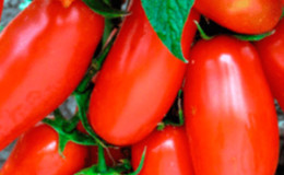 Une trouvaille pour les gourmets - la tomate délicatesse de Moscou: avantages par rapport aux autres variétés de tomates