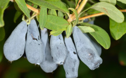 Variété de dessert à maturité précoce de chèvrefeuille précoce Nizhegorodskaya