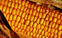 Variété de maïs bonduelle délicieuse et sucrée: idéale pour la conservation et la consommation fraîche