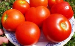 L'une des variétés de serre les plus sucrées est la tomate Alexandre le Grand