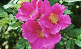 Quand et comment propager correctement l'églantier par boutures en été