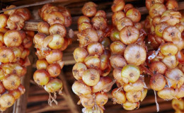 Comment conserver correctement les oignons: à quelle température et dans quelles conditions