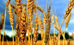 Quel est l'effet du nitrate sur le blé et comment est-il utilisé pour la fertilisation